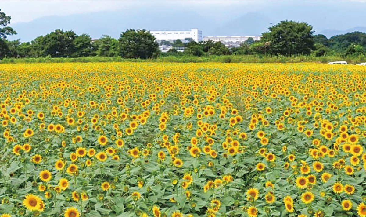 座間ひまわりまつり