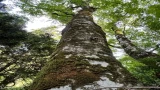 もののけ姫好きな人は一度は来ないと