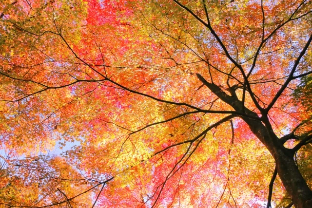 2023年の紅葉の見ごろはいつ？全国のおすすめの穴場・人気紅葉スポットを紹介！